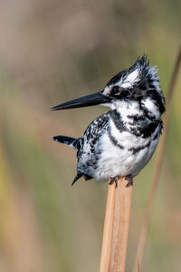 Close-up of bird perching on wood