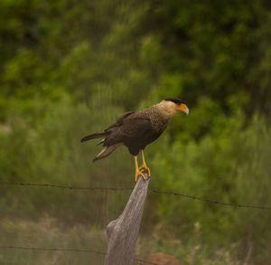 Close-up of bird perching on wooden post