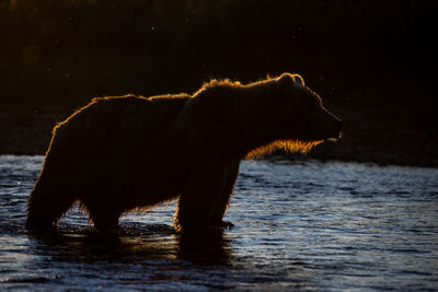 Single big brown bear standing in the backlight of the low afternoon sun in a shallow river