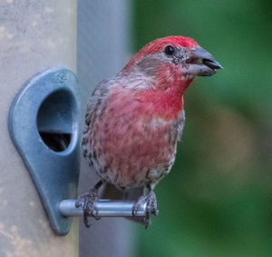 Close-up of bird perching on metal