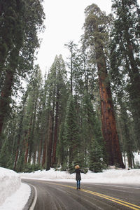 Rear view of woman standing on road amidst sequoia trees at sequoia national park