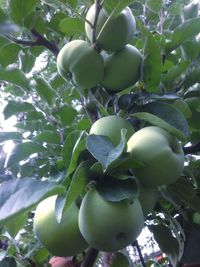 Low angle view of fruits growing on tree