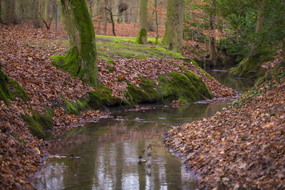 Scenic view of stream in forest