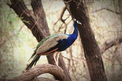 Close-up of a bird on tree trunk