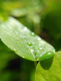 Close-up of raindrops on leaves