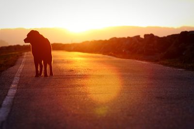Dog standing on road against sunset sky