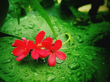 Close-up of red flower