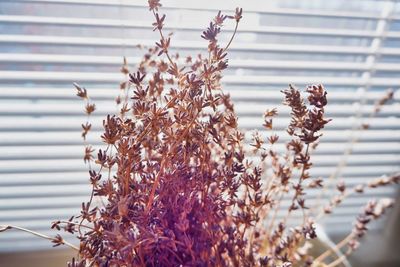 Close-up of wilted plant