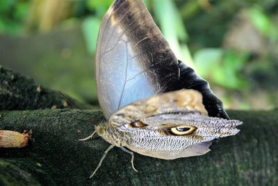 Close-up of butterfly perching on grass