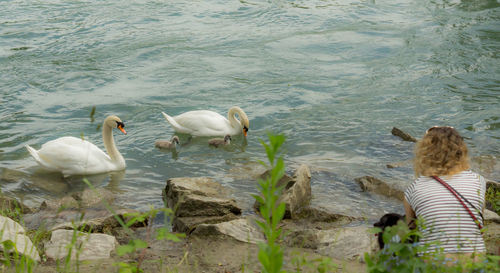 Swans on lake