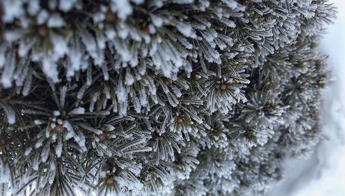 Close-up of snow on tree