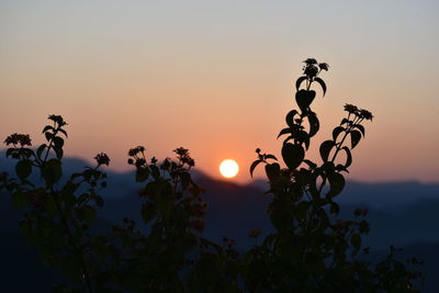 Silhouette plants against sky during sunset