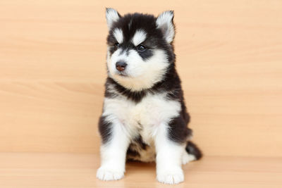 Portrait of puppy sitting on hardwood floor