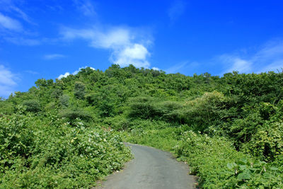 Road amidst plants and trees against sky