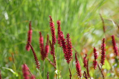 Close-up of red flowering plant on field