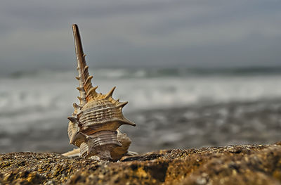 Close-up of driftwood on rock by sea against sky