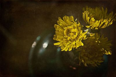 Close-up of yellow flowers