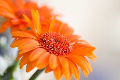 Close-up of orange daisy flower