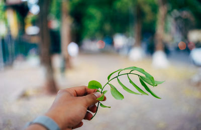 Cropped hand holding plant