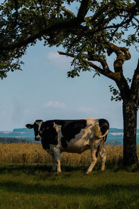 Cow standing on field 