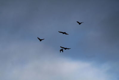 Low angle view of birds flying in sky