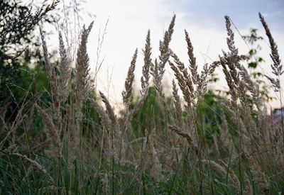 Close-up of plants growing on field