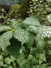 Close-up of water drops on leaf