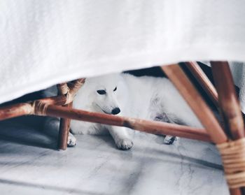 Close-up of dog on bed