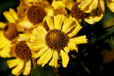 Helenium autumnale