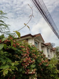 Low angle view of flowering plants by building against sky