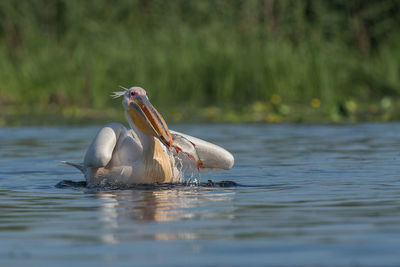 Close-up of swan in lake