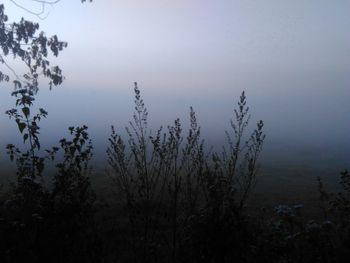 Plants growing on land against sky