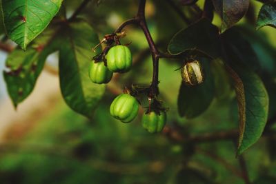 Close-up of berries growing on tree