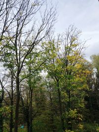 Trees in forest against sky