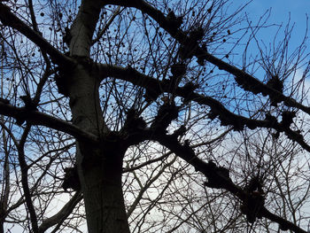 Low angle view of silhouette tree against sky