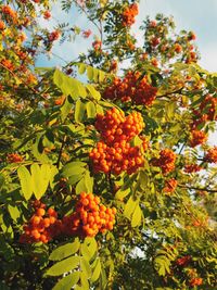 Low angle view of fruits on tree