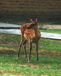 Deer standing in a field