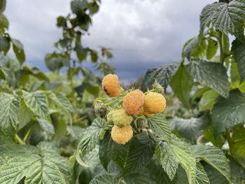 Close-up of fruit growing on tree against sky