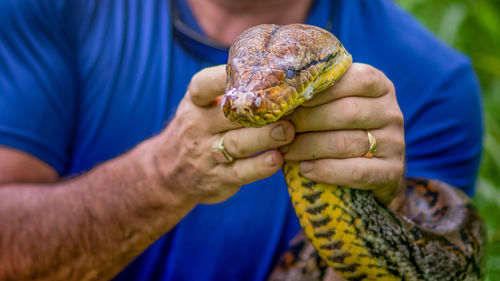 A big and ferocious python catches snakes by hand, beautiful striped boa in a fertile forest.