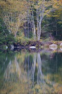 Scenic view of lake in forest