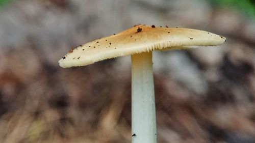 Close-up of mushroom growing on field