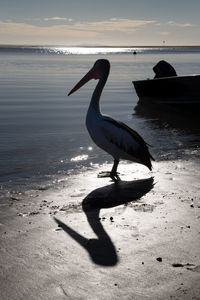 View of bird on beach