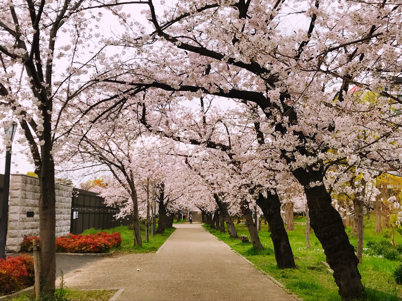 plant, tree, flowering plant, blossom, flower, growth, cherry blossom, springtime, freshness, beauty in nature, fragility, cherry tree, nature, branch, direction, the way forward, park, no people, day, vulnerability, outdoors, diminishing perspective, treelined, spring