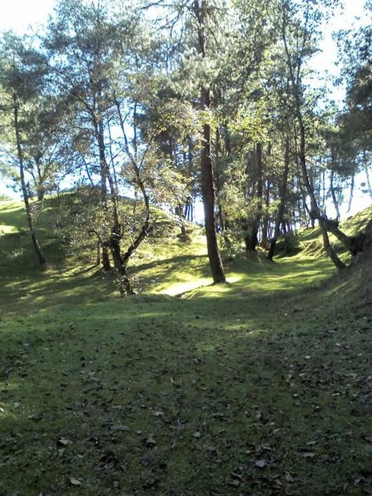 TREES ON LANDSCAPE