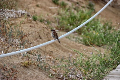 Close-up of bird perching on a rope