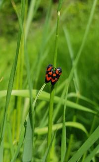 Close-up of ladybug on leaf