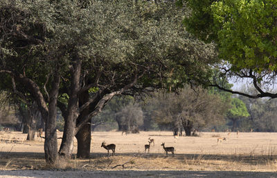 View of impalas on landscape