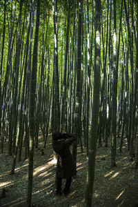 Bamboo trees in forest