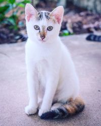 Portrait of cat sitting outdoors