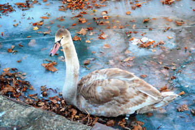 Close-up of birds in water